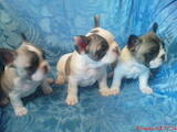 Собаки, щенки Французский бульдог, цена 7800 Грн., Фото