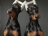 Собаки, щенки Доберман, цена 10000 Грн., Фото