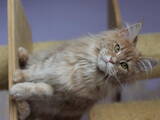 Кішки, кошенята Мейн-кун, ціна 4000 Грн., Фото