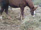 Животноводство,  Сельхоз животные Лошади, ослы, др., цена 8000 Грн., Фото
