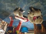 Собаки, щенки Американский акита, цена 4577 Грн., Фото