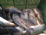 Рыбки, аквариумы Рыбки, цена 50 Грн., Фото