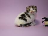 Кішки, кошенята Шотландська висловуха, ціна 6000 Грн., Фото