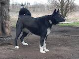 Собаки, щенята Російсько-Європейська лайка, ціна 6500 Грн., Фото