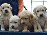 Собаки, щенята Золотистий ретрівер, ціна 12000 Грн., Фото