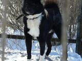 Собаки, щенята Російсько-Європейська лайка, ціна 600 Грн., Фото