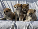 Собаки, щенята Акіта-іну, ціна 8000 Грн., Фото