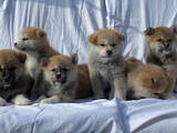 Собаки, щенки Акита-ину, цена 8000 Грн., Фото