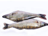 Продовольствие Рыба и рыбопродукты, цена 10 Грн./кг., Фото