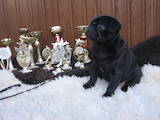 Собаки, щенята Мопс, ціна 25000 Грн., Фото