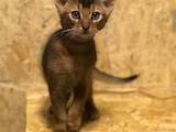 Кошки, котята Абиссинская, цена 10000 Грн., Фото