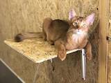 Кішки, кошенята Сомалі, ціна 10000 Грн., Фото