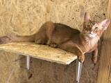 Кішки, кошенята Сомалі, ціна 10000 Грн., Фото