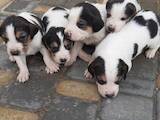 Собаки, щенята Невідома порода, ціна 1200 Грн., Фото