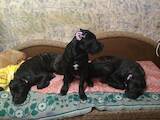 Собаки, щенки Кане Корсо, цена 6000 Грн., Фото