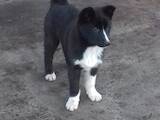 Собаки, щенята Російсько-Європейська лайка, ціна 5000 Грн., Фото