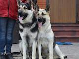 Собаки, щенки Восточно-Европейская овчарка, цена 5000 Грн., Фото