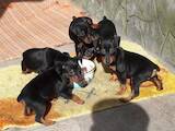 Собаки, щенята Карликовий пінчер, ціна 5000 Грн., Фото