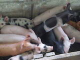 Тваринництво,  Сільгосп тварини Свині, ціна 1200 Грн., Фото