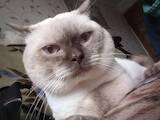 Кошки, котята Британская короткошерстная, цена 4500 Грн., Фото