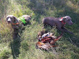 Собаки, щенки Веймарская легавая, цена 13500 Грн., Фото