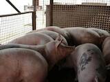 Животноводство,  Сельхоз животные Свиньи, цена 1 Грн., Фото