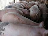 Тваринництво,  Сільгосп тварини Свині, ціна 1 Грн., Фото