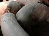 Тваринництво,  Сільгосп тварини Свині, ціна 1 Грн., Фото