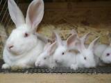 Гризуни Кролики, ціна 130 Грн., Фото