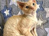 Кошки, котята Девон-рекс, цена 36000 Грн., Фото