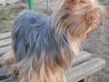 Собаки, щенята Йоркширський тер'єр, ціна 3500 Грн., Фото