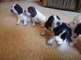 Собаки, щенята Російський спаніель, ціна 6000 Грн., Фото