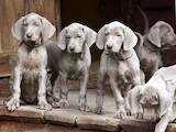 Собаки, щенята Різне, ціна 14000 Грн., Фото