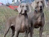 Собаки, щенки Разное, цена 14000 Грн., Фото
