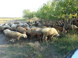 Животноводство,  Сельхоз животные Бараны, овцы, цена 3000 Грн., Фото