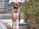 Собаки, щенята Американський стаффордширський тер'єр, ціна 7000 Грн., Фото