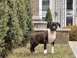 Собаки, щенята Американський стаффордширський тер'єр, ціна 7000 Грн., Фото