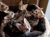 Кішки, кошенята Бенгальськая, ціна 12000 Грн., Фото