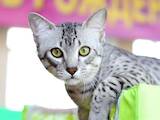 Кішки, кошенята Єгипетська мау, ціна 1000 Грн., Фото