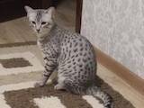 Кішки, кошенята Єгипетська мау, ціна 1000 Грн., Фото