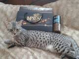 Кошки, котята Египетская мау, цена 1000 Грн., Фото