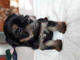 Собаки, щенки Йоркширский терьер, цена 3800 Грн., Фото