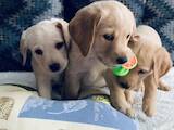 Собаки, щенки Лабрадор ретривер, цена 4500 Грн., Фото