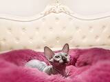 Кошки, котята Канадский сфинкс, цена 4500 Грн., Фото