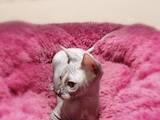 Кішки, кошенята Канадський сфінкс, ціна 4500 Грн., Фото