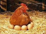 Продовольствие Яйца, цена 1.40 Грн., Фото