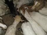 Тваринництво,  Сільгосп тварини Кози, ціна 3500 Грн., Фото