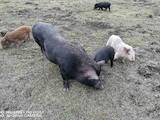 Тваринництво,  Сільгосп тварини Свині, ціна 800 Грн., Фото