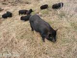 Тваринництво,  Сільгосп тварини Свині, ціна 800 Грн., Фото
