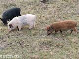 Животноводство,  Сельхоз животные Свиньи, цена 1700 Грн., Фото